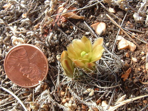 Image of Davis' green pitaya