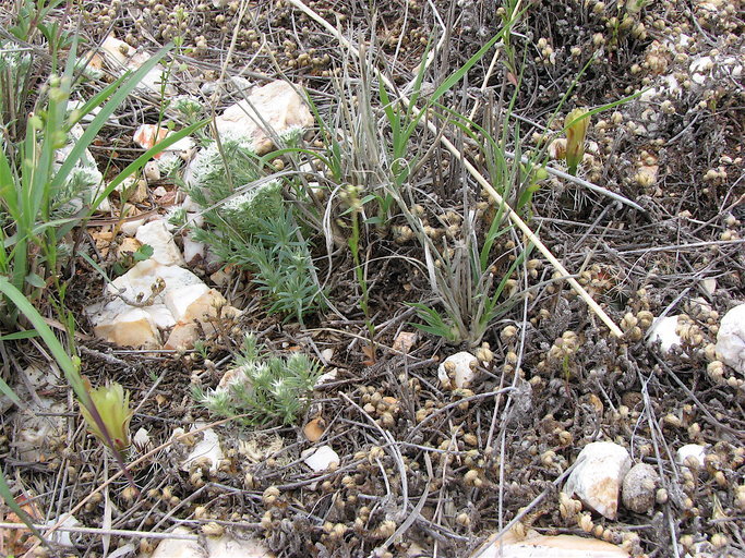 Image of Davis' green pitaya