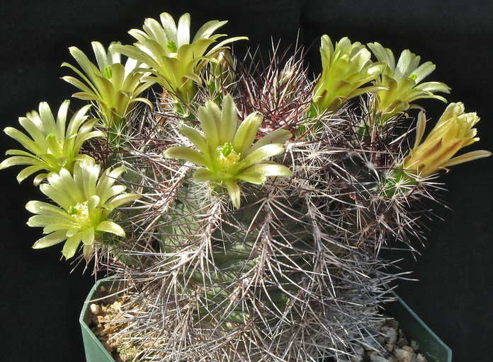 Image of Davis' green pitaya