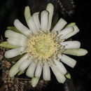 Image of Peniocereus castellae Sánchez-Mej.