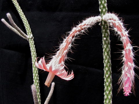 Image of Peniocereus lazaro-cardenasii (J. L. Contr., J. Jiménez Ram., Sánchez-Mej. & C. A. Toledo) D. R. Hunt