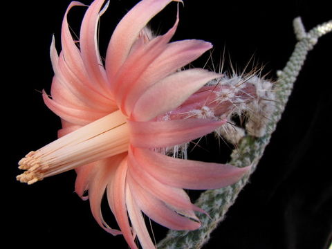 Image of Peniocereus lazaro-cardenasii (J. L. Contr., J. Jiménez Ram., Sánchez-Mej. & C. A. Toledo) D. R. Hunt