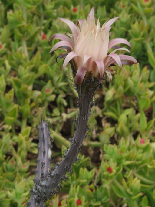 Image of Peniocereus johnstonii Britton & Rose