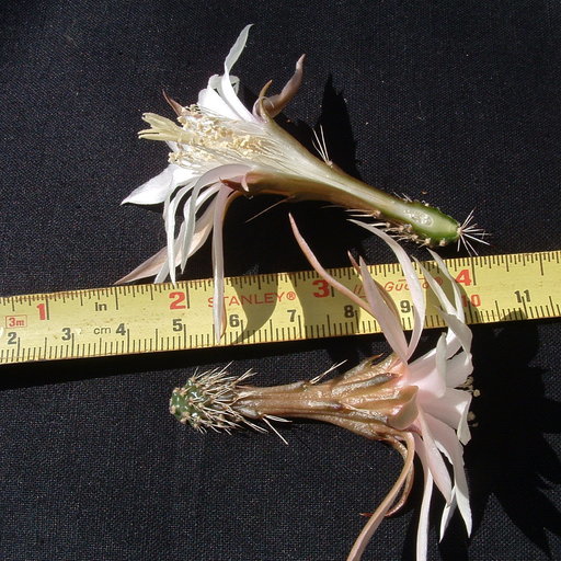 Image of <i>Peniocereus guatemalensis</i>