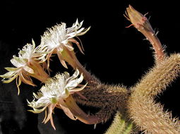 Image of Peniocereus oaxacensis (Britton & Rose) D. R. Hunt