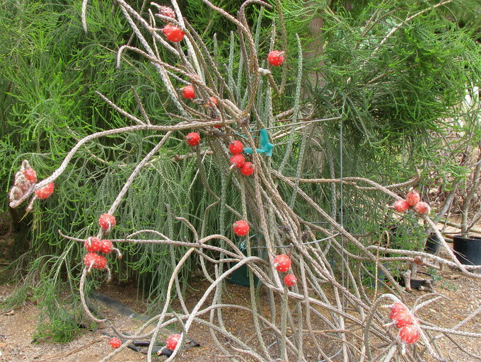 Image of Peniocereus viperinus (F. A. C. Weber) Buxb.