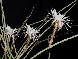Image of Gearstem Cactus