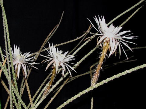 Peniocereus striatus (Brandegee) Buxb. resmi