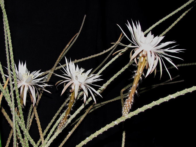 Image de Peniocereus striatus (Brandegee) Buxb.