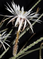 Image de Peniocereus striatus (Brandegee) Buxb.