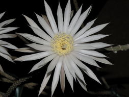 Image de Peniocereus striatus (Brandegee) Buxb.