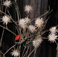 Image de Peniocereus striatus (Brandegee) Buxb.