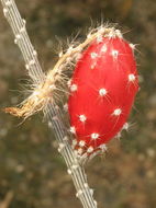 Image de Peniocereus striatus (Brandegee) Buxb.