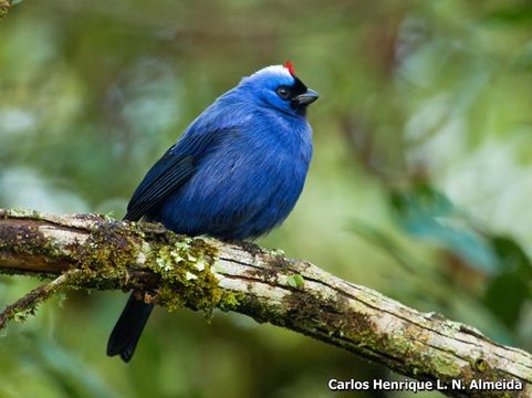 Image of Diademed Tanager