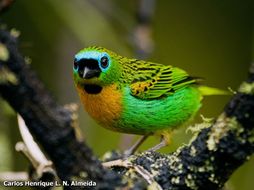 Image of Brassy-breasted Tanager