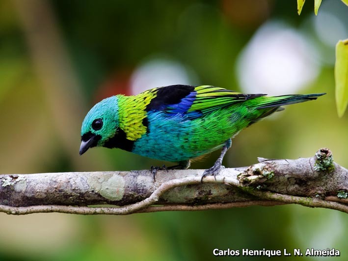 Image of Green-headed Tanager