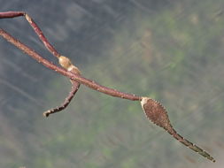 Image of Peniocereus rosei J. G. Ortega