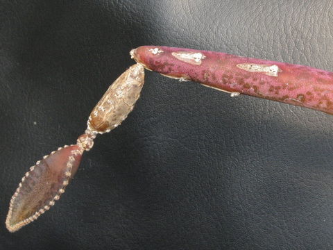 Image of Peniocereus tepalcatepecanus Sánchez-Mej.
