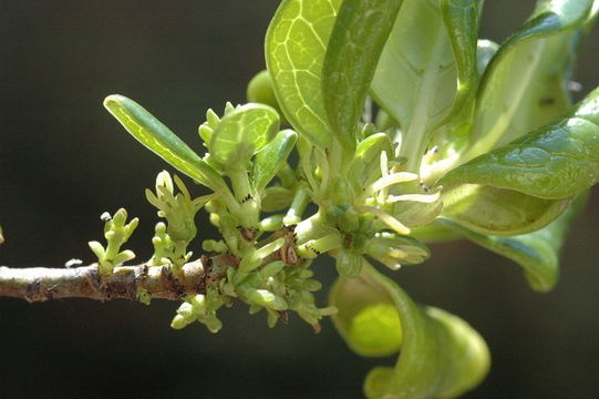 Imagem de Coprosma repens A. Rich.