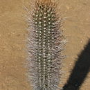 Image of <i>Jasminocereus thouarsii</i> var. <i>delicatus</i>