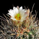 Plancia ëd Sclerocactus wrightiae L. D. Benson