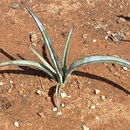 Image of Endlich's yucca