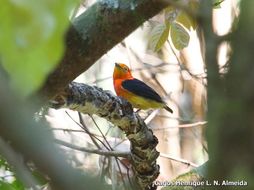 Image of Band-tailed Manakin