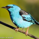 Image de Dacnis Cuvier 1816