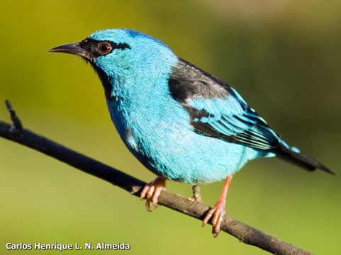 Image of Blue Dacnis