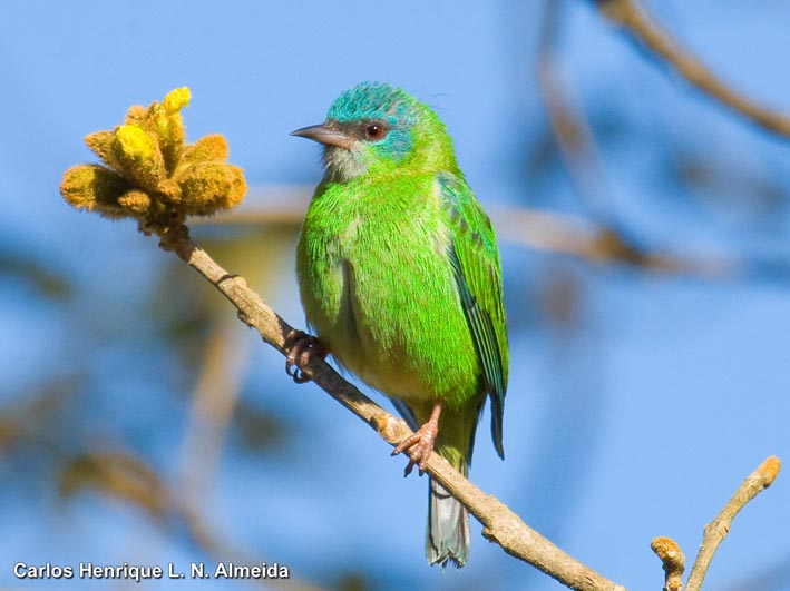 Imagem de Dacnis cayana (Linnaeus 1766)