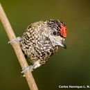 Image of White-wedged Piculet