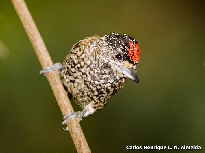 Image of White-wedged Piculet