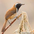 Image of Rusty-backed Antwren