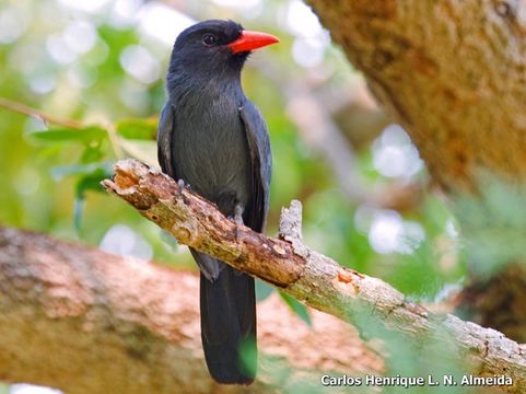 Image of Black-fronted Nunbird