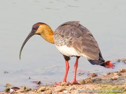 Image of Buff-necked Ibis