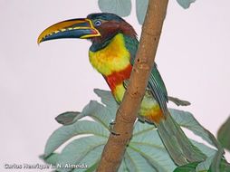 Image of Chestnut-eared Aracari