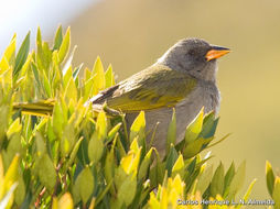 Image of Great Pampa-Finch