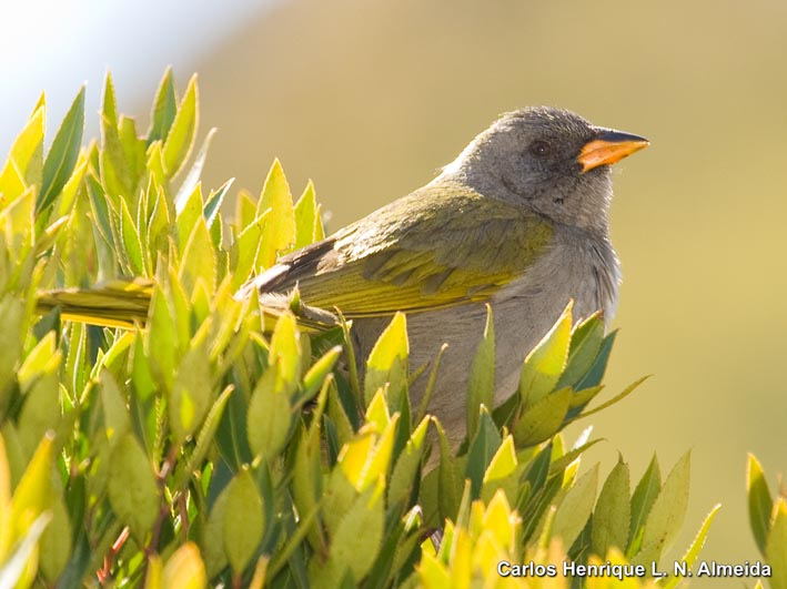 صورة Embernagra platensis (Gmelin & JF 1789)