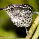 Image of Scaled Antbird