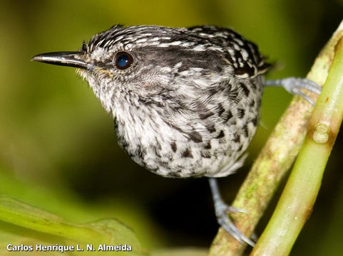 Image of Scaled Antbird