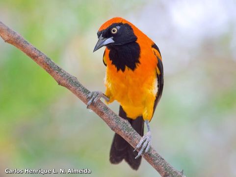 Image of Orange-backed Oriole