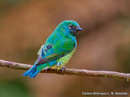 Image of Swallow Tanager