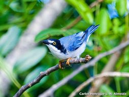 Image of Hooded Tanager