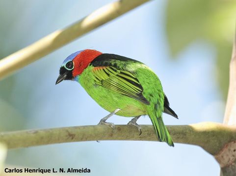 Image of Red-necked Tanager