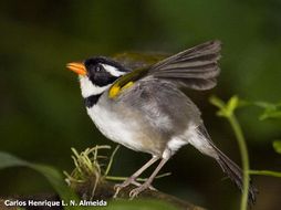 Image of Saffron-billed Sparrow