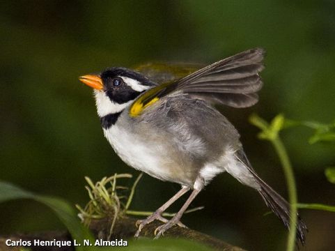 Image of Saffron-billed Sparrow