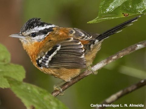 Image of Ferruginous Antbird