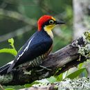 Image of Yellow-fronted Woodpecker