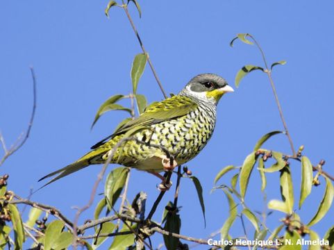 Image of Swallow-tailed Cotinga