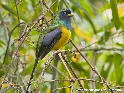 Image of Black-throated Trogon